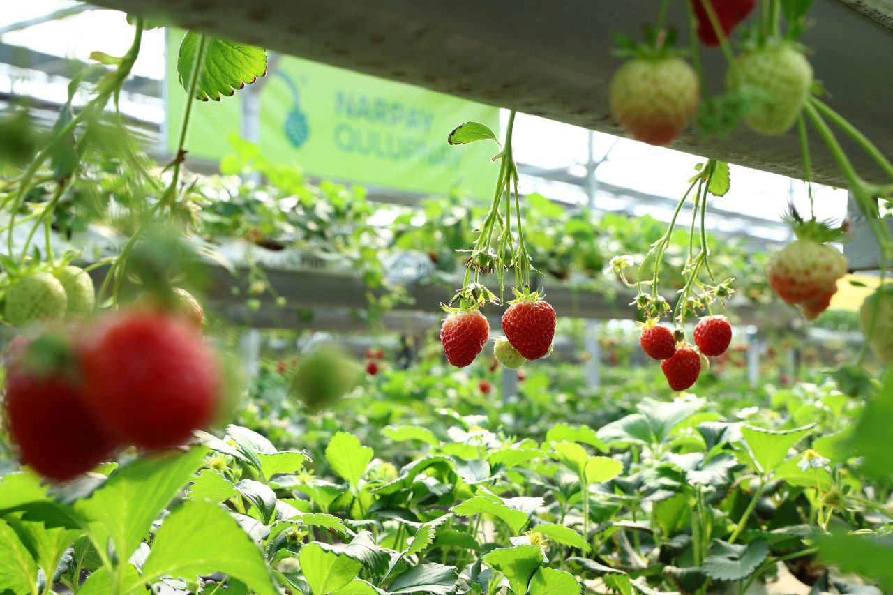 Memorandum imzolandi