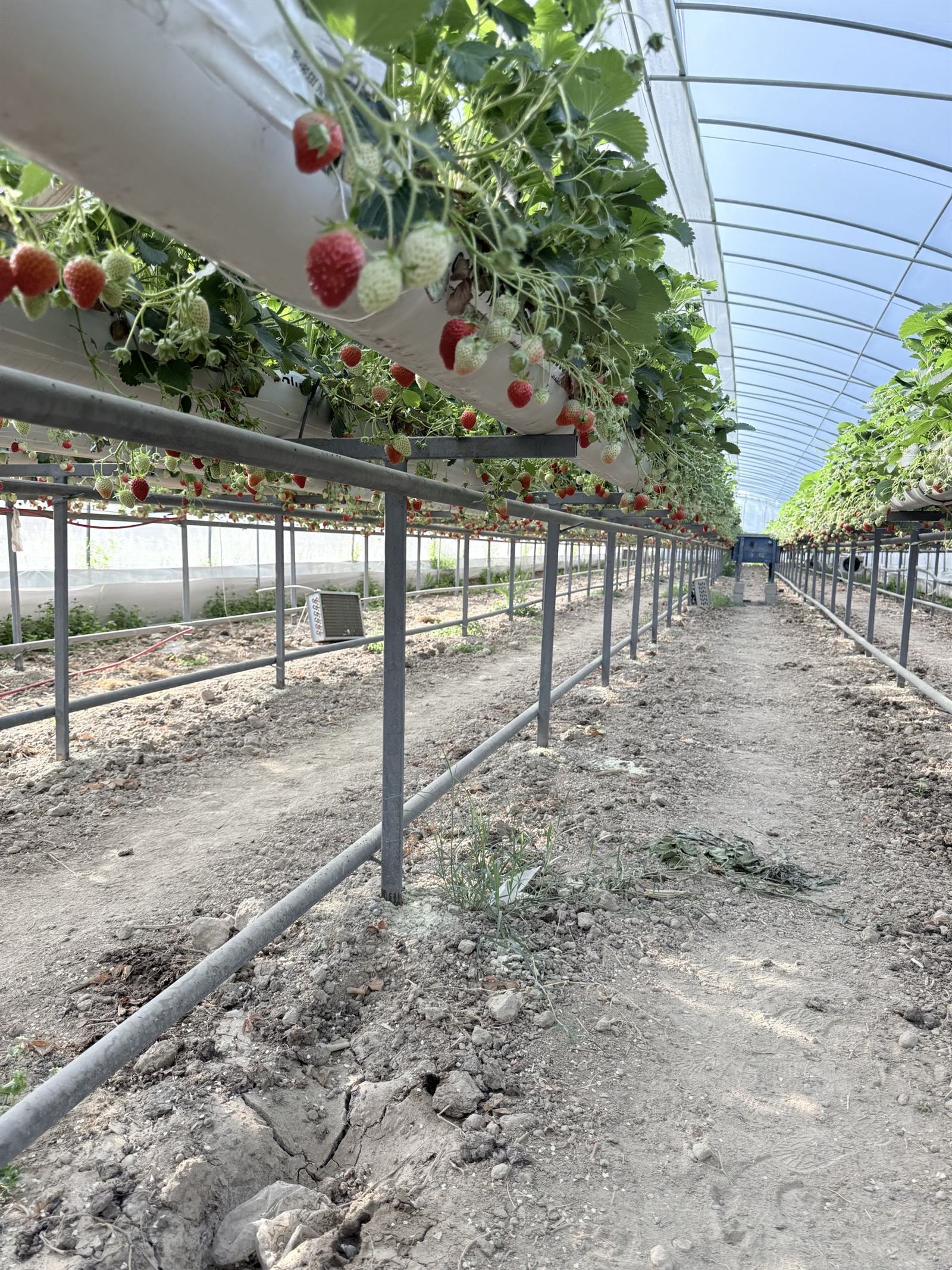Issiqxona maxsulotlari 1